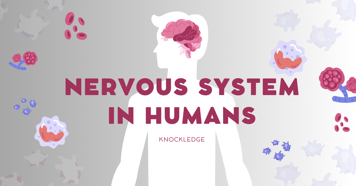 NERVOUS SYSTEM IN HUMANS